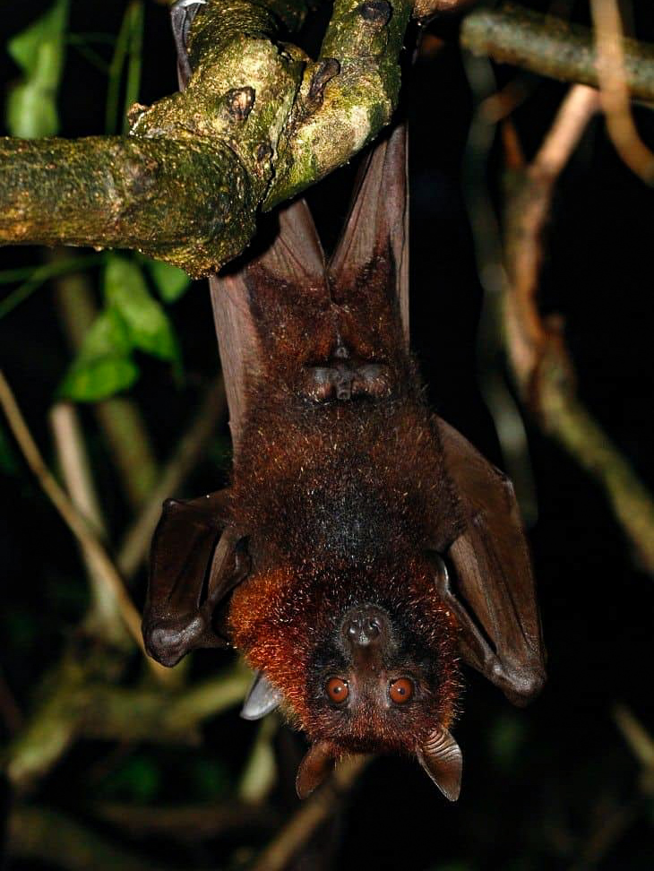 bat malayan flying fox 730x1024
